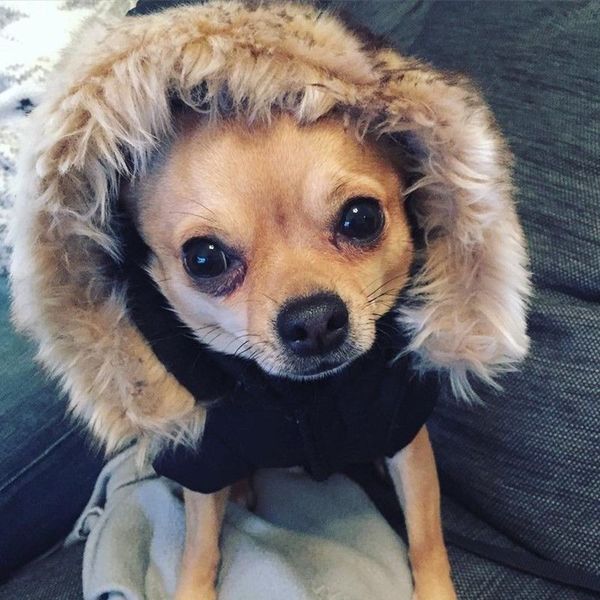 dog3