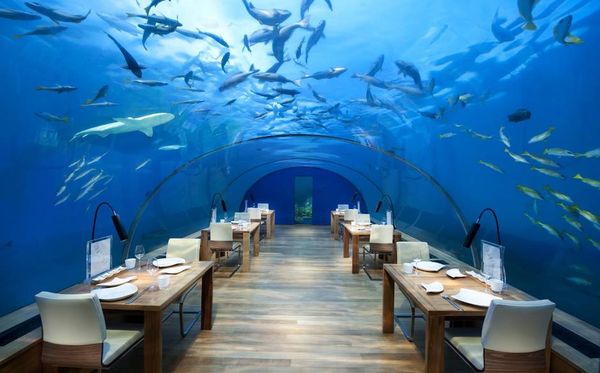 The interior of the Maldives' Ithaa Undersea Restaurant is exceptionally simple, which is understandable given the uninterrupted sea views offered by 270-degree transparent panelling. In the Conrad Maldives Resort & Spa, always popular with honeymooners, the restaurant is 16ft below the Indian Ocean surface and is positioned next to a coral reef