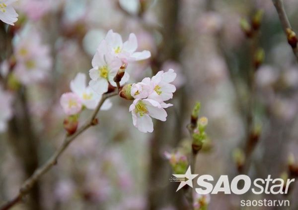Vẻ đẹp hoa anh đào xuyến xao lòng người.