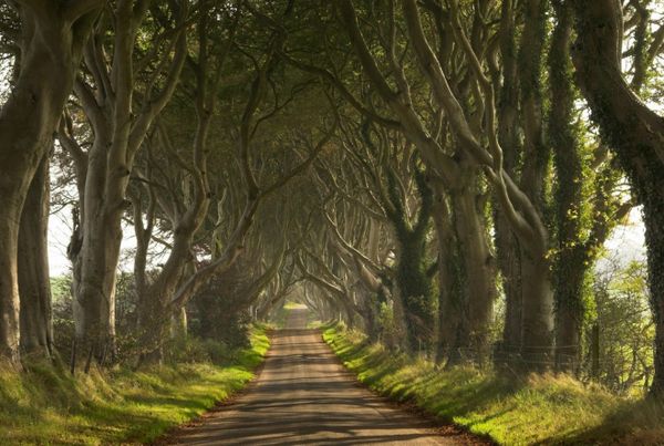 Dark Hedges (Bắc Ireland): Nổi tiếng với vẻ đẹp ma mị của hàng cây sồi cổ thụ được trồng từ thế kỷ thứ 18, con đường cây Dark Hedges thu hút hàng nghìn lượt khách đến tham quan mỗi năm. Ảnh: Flickr.