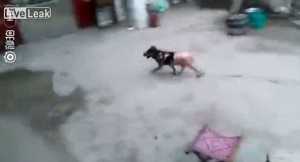 Chú chó vùng dậy chạy thoát dù bị luộc sống, vặt lông khiến nhiều người xót xa