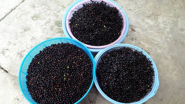 Vừa xấu lại đắt ngang nho Mỹ, nho rừng Tây Bắc vẫn khiến dân Hà Nội tò mò tìm mua