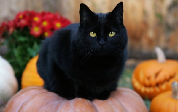 Những biểu tượng rùng rợn không thể thiếu trong Halloween: Vì sao đặt đèn lồng bí đỏ ngoài cửa?