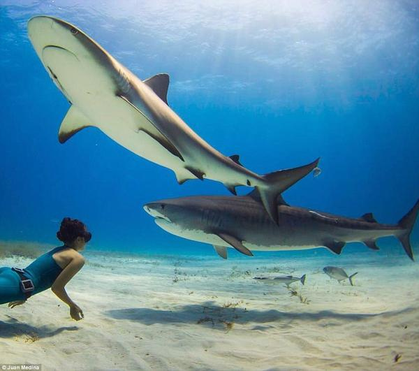 Ai cũng ghê sợ cá mập, còn ‘cô gái đại dương’ này đã bầu bạn với chúng từ năm 12 tuổi - Ảnh 6.