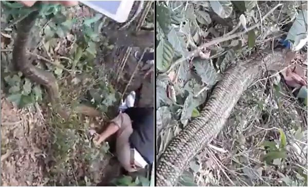 Xôn xao clip người dân dùng kích điện vây bắt ‘đại mãng xà’ ở Vĩnh Phúc