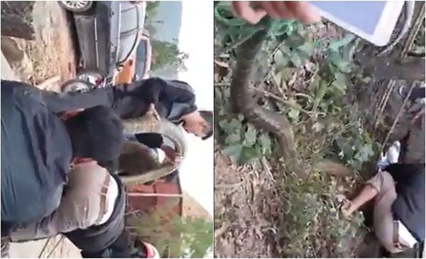 Xôn xao clip người dân dùng kích điện vây bắt ‘đại mãng xà’ ở Vĩnh Phúc