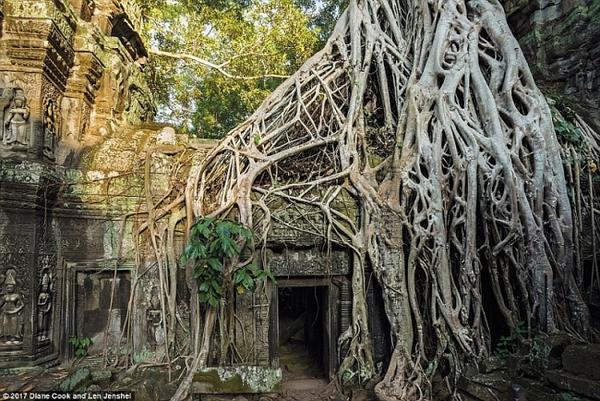 Cây lẻ bóng, cây dự trữ nước cho dân làng: Những loài cây kỳ lạ hay ‘kiệt tác’ của tự nhiên - Ảnh 9.