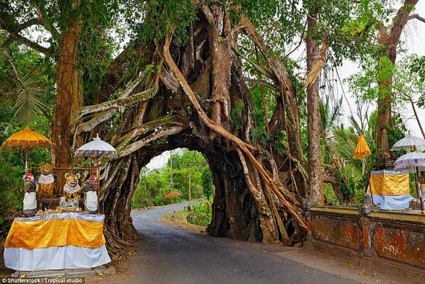 Cây lẻ bóng, cây dự trữ nước cho dân làng: Những loài cây kỳ lạ hay ‘kiệt tác’ của tự nhiên - Ảnh 10.