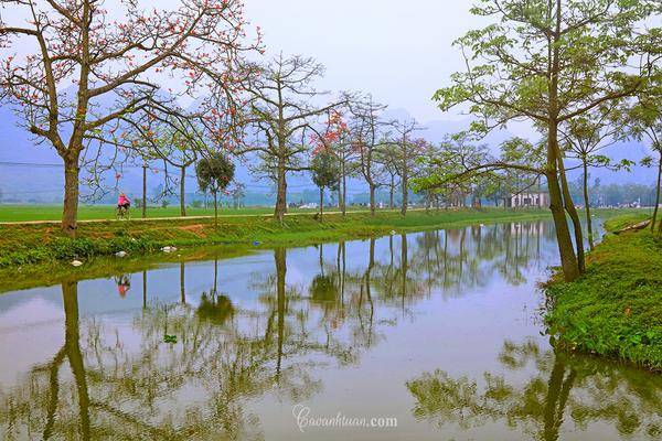 Mỗi mùa tháng Ba, những sắc hoa gạo lại bừng sáng khiến người ta phải nao lòng. Hình ảnh cây gạo đang độ ra hoa soi bóng xuống dòng nước tạo nên cảnh sắc thanh bình của làng quê.