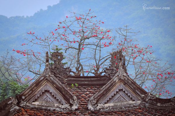 Hoa gạo cũng là một trong những loài hoa gây thương nhớ với những nhạc sĩ, nhà thơ, họa sĩ, đặc biệt là nhiếp ảnh gia Việt.