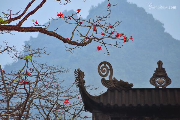 Thôn Đoan Nữ hay chùa Hương là địa điểm nổi tiếng mà khoảng thời gian này nhiều người tìm về để ngắm nhìn và lưu giữ những khoảnh khắc đẹp của loài hoa thôn quê này.