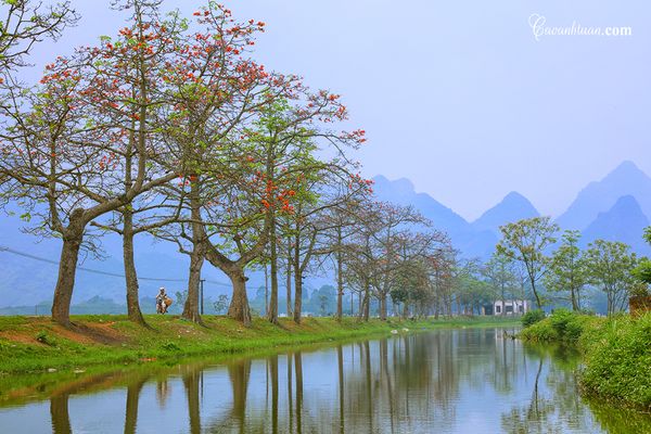 Rặng cây hoa gạo chạy dài tít tắp ở thôn Đoan Nữ.