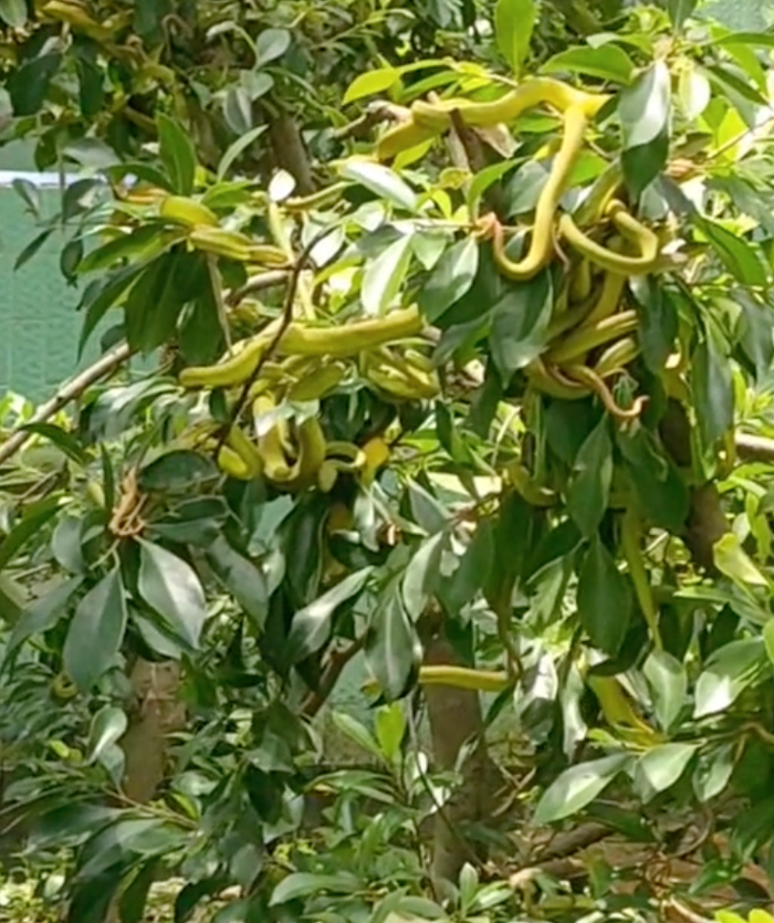  Chủ vườn 'suýt ngất' trước vườn cây bị hàng chục 'bé Na' bám lủng lẳng Ảnh 2