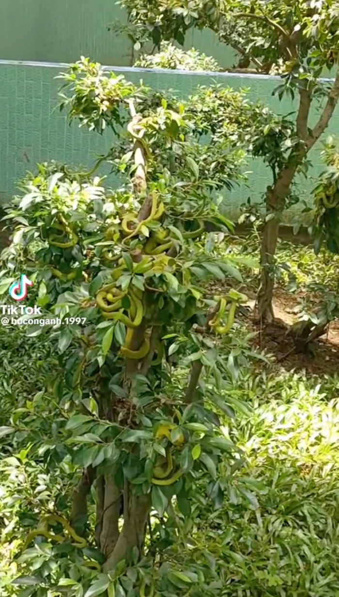  Chủ vườn 'suýt ngất' trước vườn cây bị hàng chục 'bé Na' bám lủng lẳng Ảnh 1