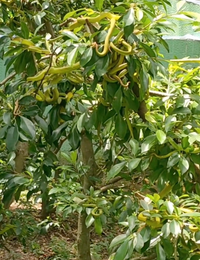  Chủ vườn 'suýt ngất' trước vườn cây bị hàng chục 'bé Na' bám lủng lẳng Ảnh 3